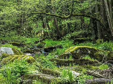 Wellertal (Selb, Fichtelgebirge)